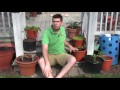 How to Grow Peppers In Containers - Complete Growing Guide