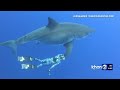 White shark takes 100lb tuna from fisherman’s reel miles off Waikiki