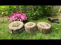 4K TV For Cats | Pretty Petunias | Bird and Squirrel Watching | Video 30