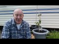 Water Logged Plants Fix Caravan Container Gardening