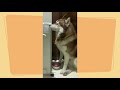 REALITY OF HUSKY IN INDIA | ALASKAN MALAMUTE | IS IT DIFFICULT? | SAHIL BEDI