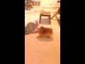 Pomeranian and Fat Bunny Playing Together