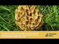 How To Identify And Cook Half Free Morels (Peckerheads)