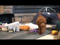 Tilly The Goldendoodle Training Update