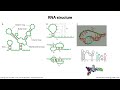 Virology Lectures 2023 #6: Synthesis of RNA from RNA