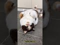 😺 Impudence wins! 🐕 Funny video with dogs, cats and kittens! 😸