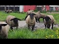 Sheep Farming: The Silly Things Sheep Do!