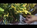 How to plant croton cuttings || propagate croton plants