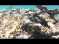 Giant Puffer Fish Encounter