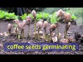 Did you Know Coffee Grounds Stunts Plant Growth?