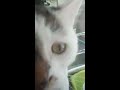 Funny cat plays with water