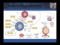 Advances in SLE and Vasculitis
