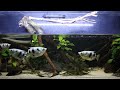African bush fish (ctenopoma) Jumps for food