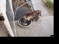 Cat Drinking Using Paw In Water Bowl