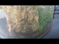 Stromatopelma calceatum feeding video (Feather Leg Baboon)