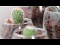 COMO CUIDAR SUCULENTAS Y CACTUS DENTRO DE CASA (HD)