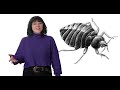 How Bed Bugs Evolved To Ruin Your Life