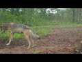 Wolves Near the Den-- A Trail Camera in Nature, Northern Wisconsin