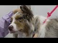 She's THRILLED about her bath | Mini American Shepherd