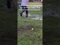 T-Ball Practice. Another close call for Dad. Cherish the moment #funny #baseball #lol #smash. #rock