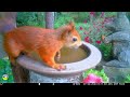 Lovely birds and squirrels drink on the birdbath today🧡🪷