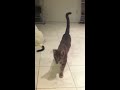 Our cat plays fetch like a dog