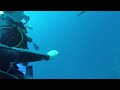Scuba divers encounter great white shark in Bali