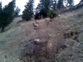 Rocky Mountain Bighorn Sheep in Montana