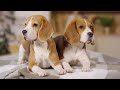 Beagle stories - from puppy to active dog