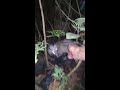 Musang pandan bermain sa'at malam hari