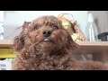 A burnt out dog after taking a bath (Eng sub)