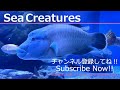 【4K Japan Aquarium】Lori's anthias【Subscribe Now】