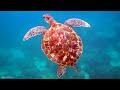 2 HOURS Stunning 4K Underwater footage + Music | Nature Relaxation™ Rare & Colorful Sea Life Video