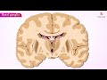 Basal ganglia Direct and indirect pathways - #Usmle Neuroanatomy Animations