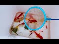 Unique Catching Catfish Protects Eggs, Turtles, Ornamental Fish, Koi, Arachnid Fish | Fishing Video