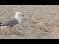A Seagull Named Carl