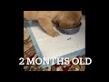 Golden Retriever Puppy Growing up - 8 weeks to 1 year (Eating Food)