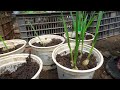 How to grow garlic with water is very easy, no care needed