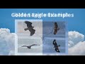 Bald Eagle vs Golden Eagle - Raptor Identification