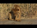 The Story of Junior - The Paralyzed Lion Cub - HD 1080p