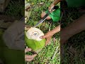 ✨How to Harvest Coconut Quick & Easy 😱😲