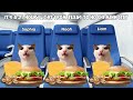Cat Memes Travel to Vietnam Part 1