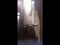 Parrots shower