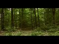 Forest Ambience in the early Evening [Atmospheric , Relaxing and Birdsong  ♫ ♪ ♪]