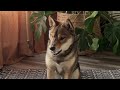 SHIBA INU LEARNS to WAVE in 10 MINUTES! 👋