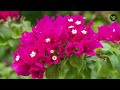 30 best permanent flowering plants in India | nonstop flowering plants | perennial flower plants