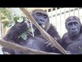 Gorilla⭐️The best smile! Gentaro and Kintaro laugh like humans when they have fun.【Momotaro family】