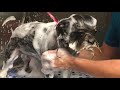 Dog Grooming Steps-How to Groom a Dog from Start to Finish (give your dog a haircut)