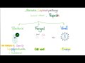 The Complement System | The most COMPREHENSIVE Explanation