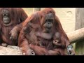Magic Moment As Orangutan Mother Has First Interaction With Her Baby